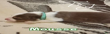 Mousse