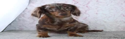 Miniature Dachshund dogs for sale: Stanley - Ad 4