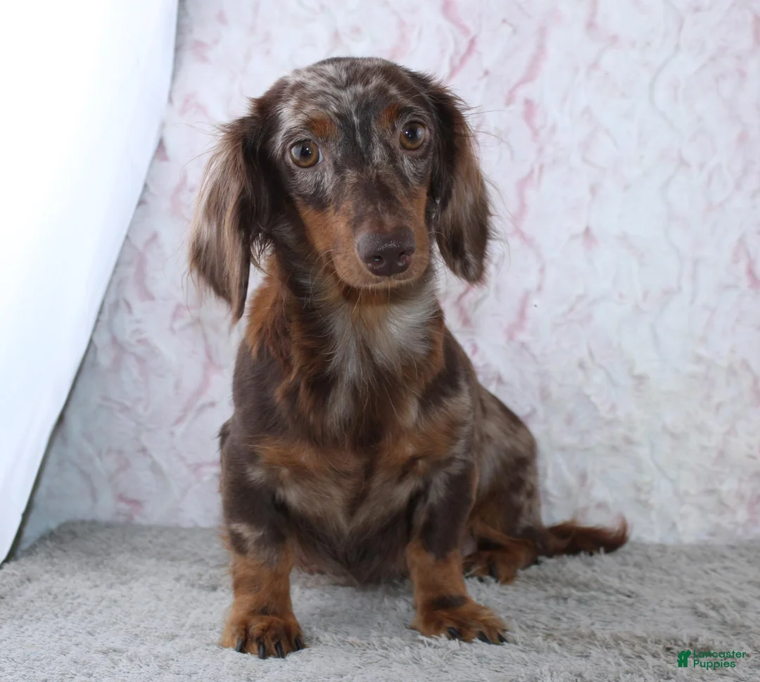 Miniature Dachshund dogs for sale: Stanley - Ad 4