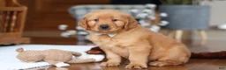 Golden Retriever dogs for sale: King - Ad 4
