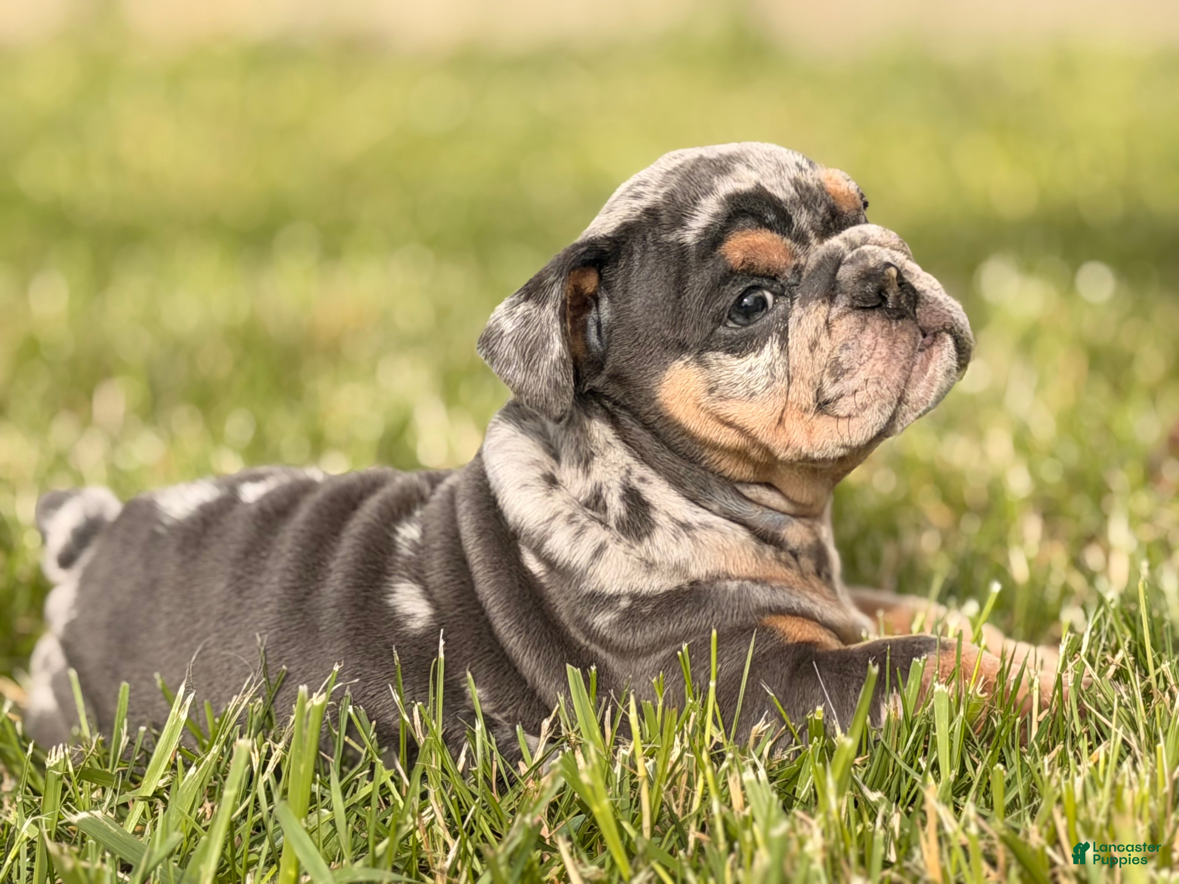English Bulldog dogs English Bulldog Puppy 2 - Ad 26