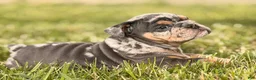 English Bulldog dogs for sale: English Bulldog Puppy 2 - Ad 1