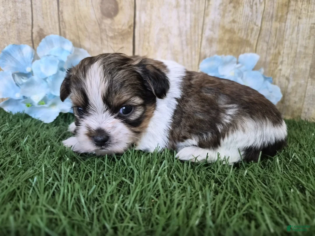 Shorkie dogs for sale: Cash - Ad 6