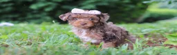 Yorkiepoo dogs for sale: Lexi - Ad 5