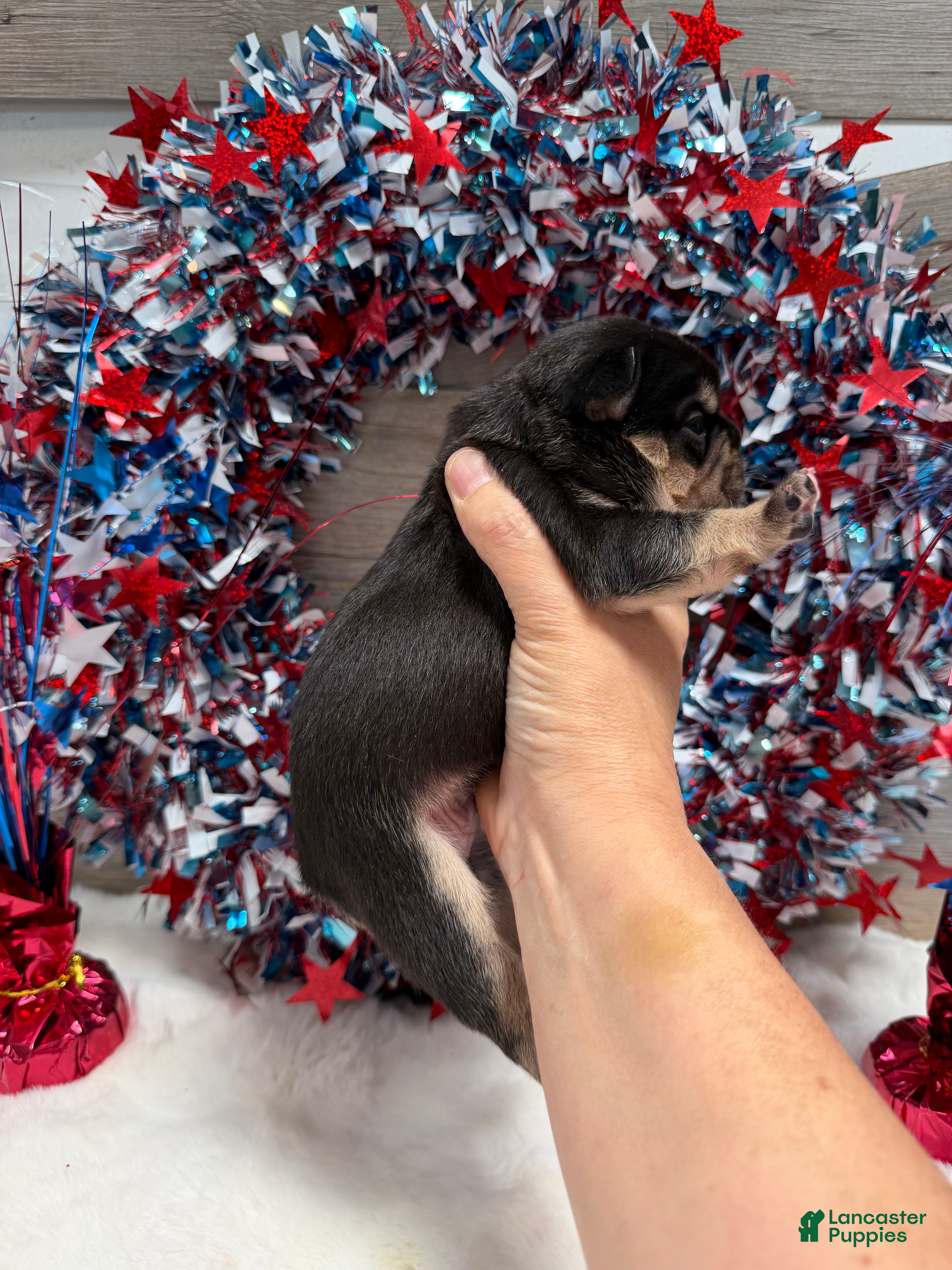 French Bulldog dogs Bud - Ad 2