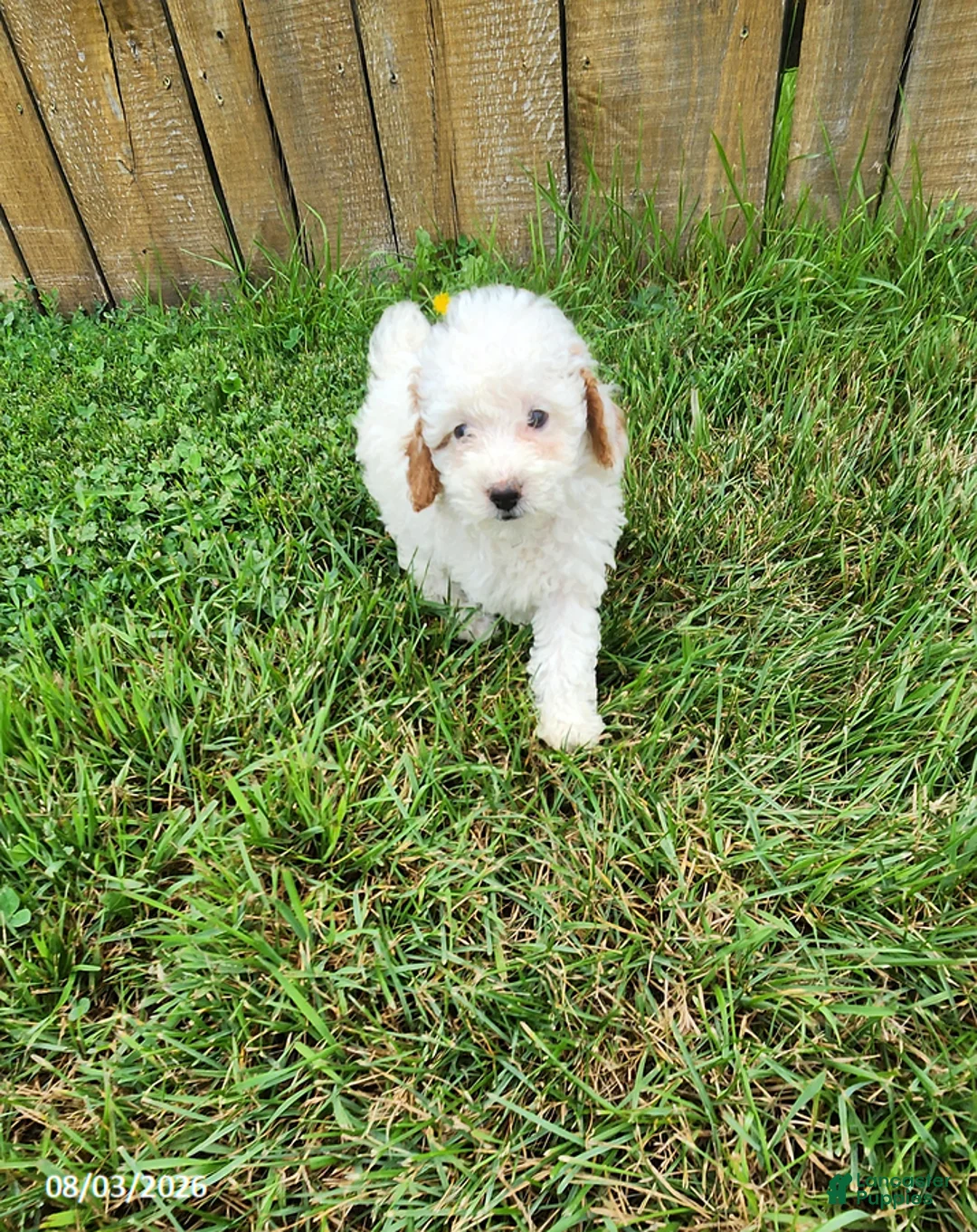 Miniature Poodle dogs for sale: Betty - Ad 3