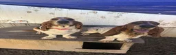 Basset Hound dogs for sale: Basset Hound  - Ad 2