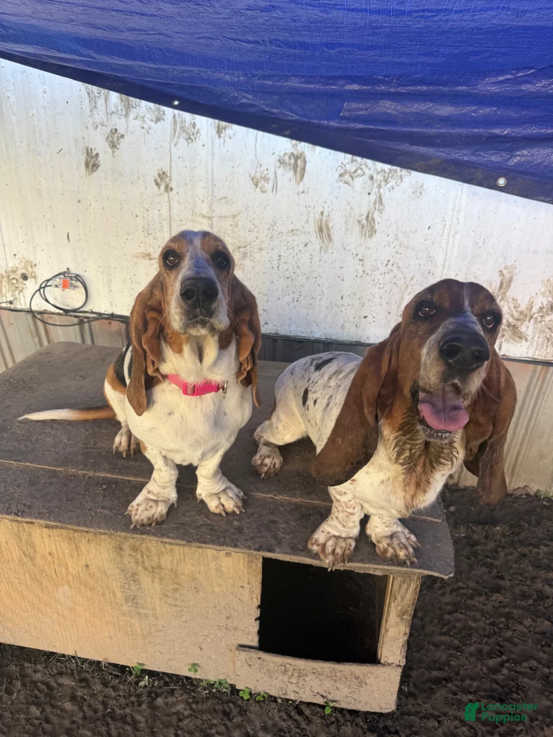 Basset Hound dogs for sale: Basset Hound  - Ad 2