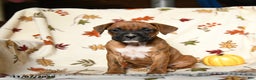 Boxer dogs for sale: Baldwin - Ad 6