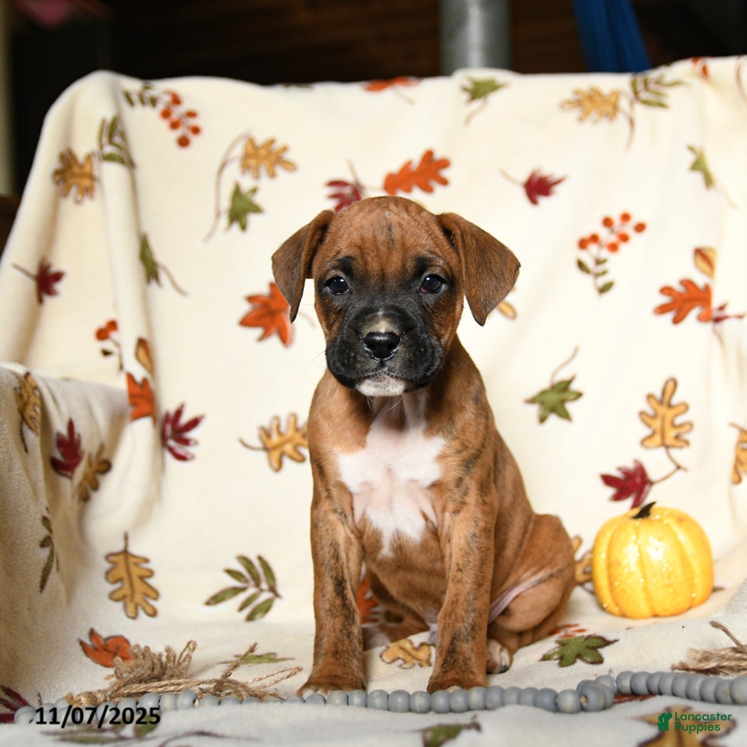 Boxer dogs for sale: Baldwin - Ad 6