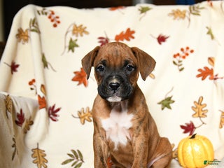 Boxer dogs Baldwin - Ad 15