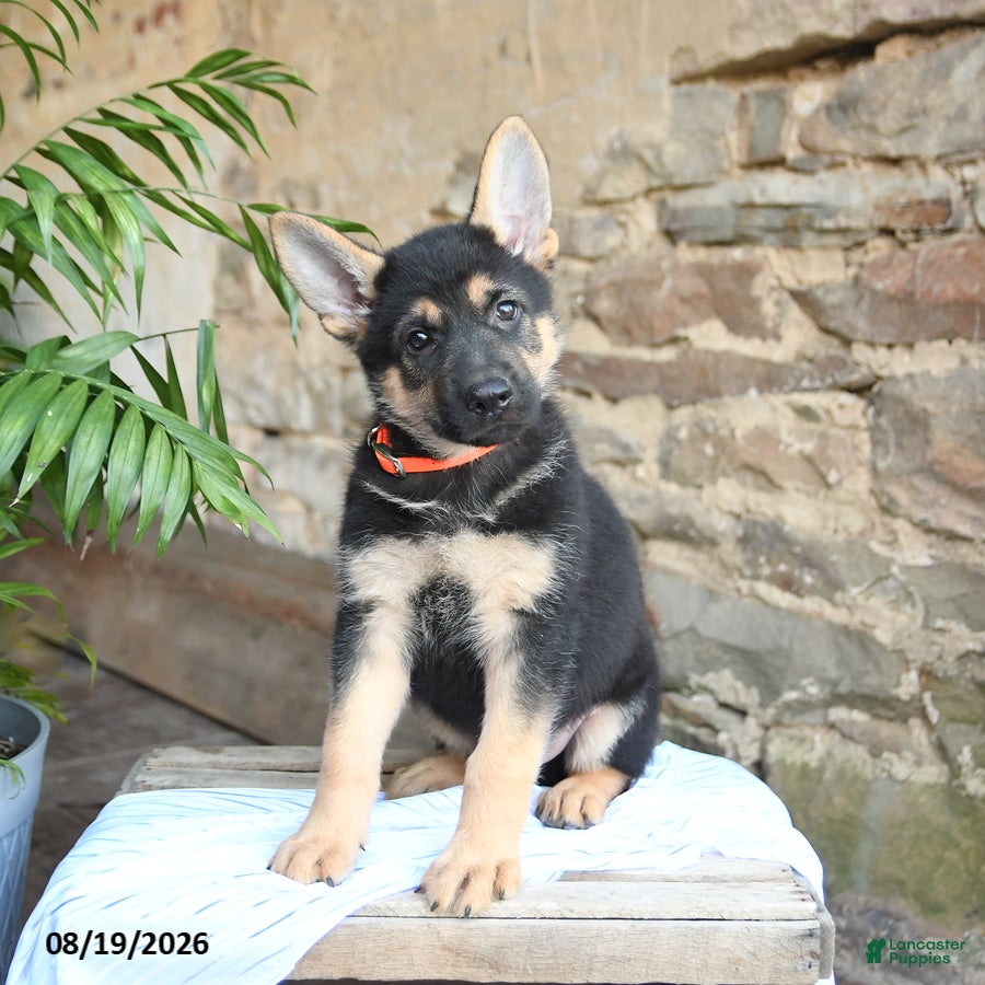 German Shepherd dogs Norway - Ad 1