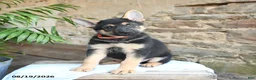 German Shepherd dogs for sale: Norway - Ad 1