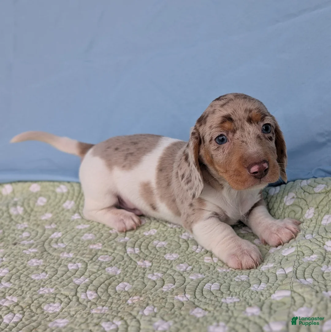 Miniature Dachshund dogs for sale: Cream - Ad 4