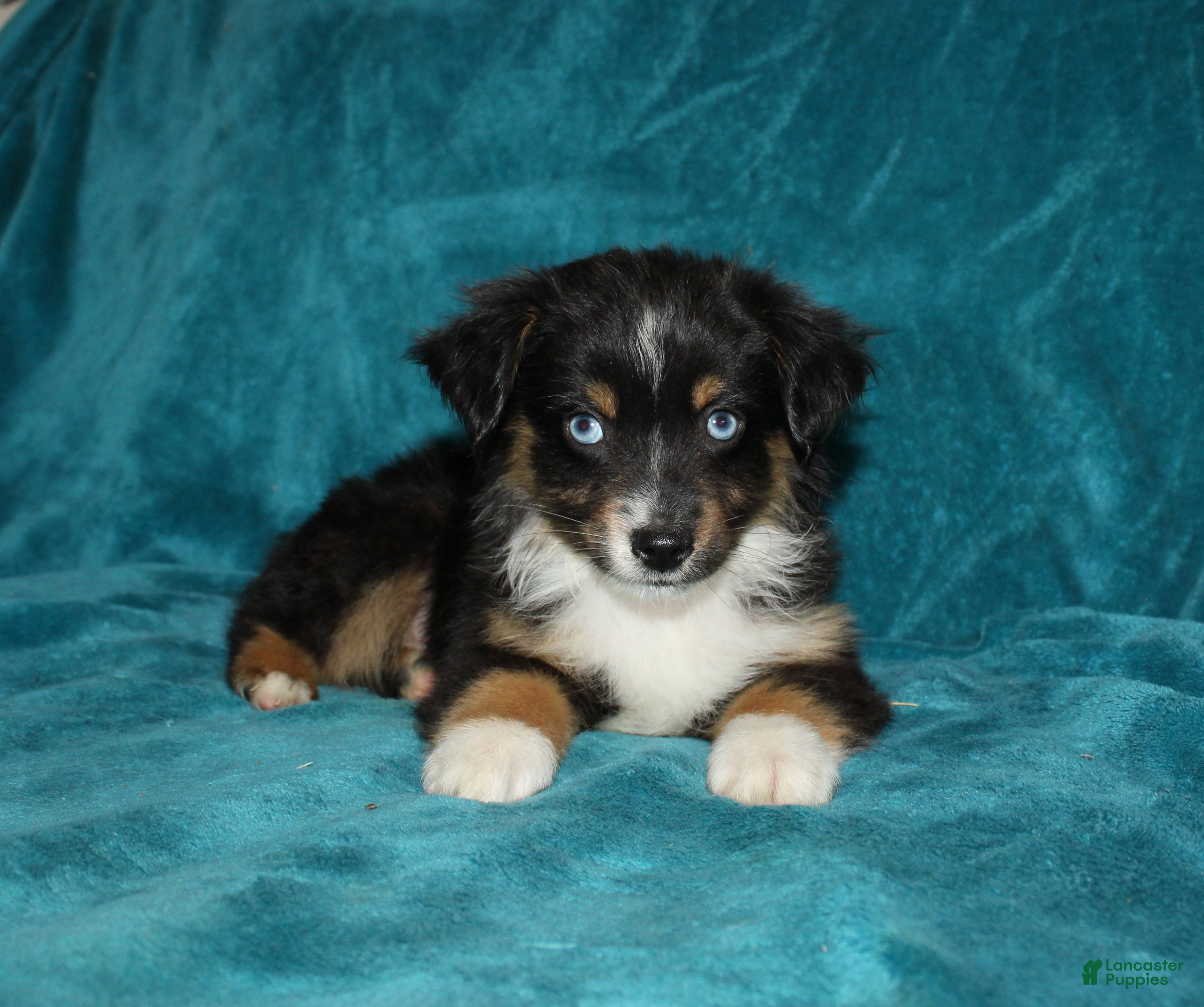 Miniature Australian Shepherd dogs for sale: Shadow - Ad 1