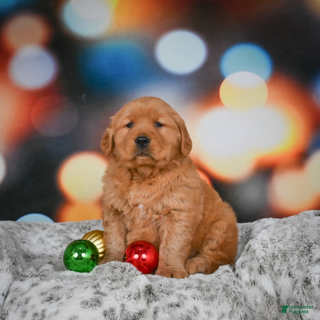 Golden Retriever dogs for sale: Skye - Ad 8