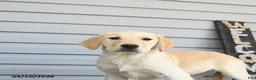 Goldador dogs for sale: Kiwi - Ad 4