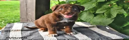 Mixed Breed dogs for sale: Sparky - Ad 3