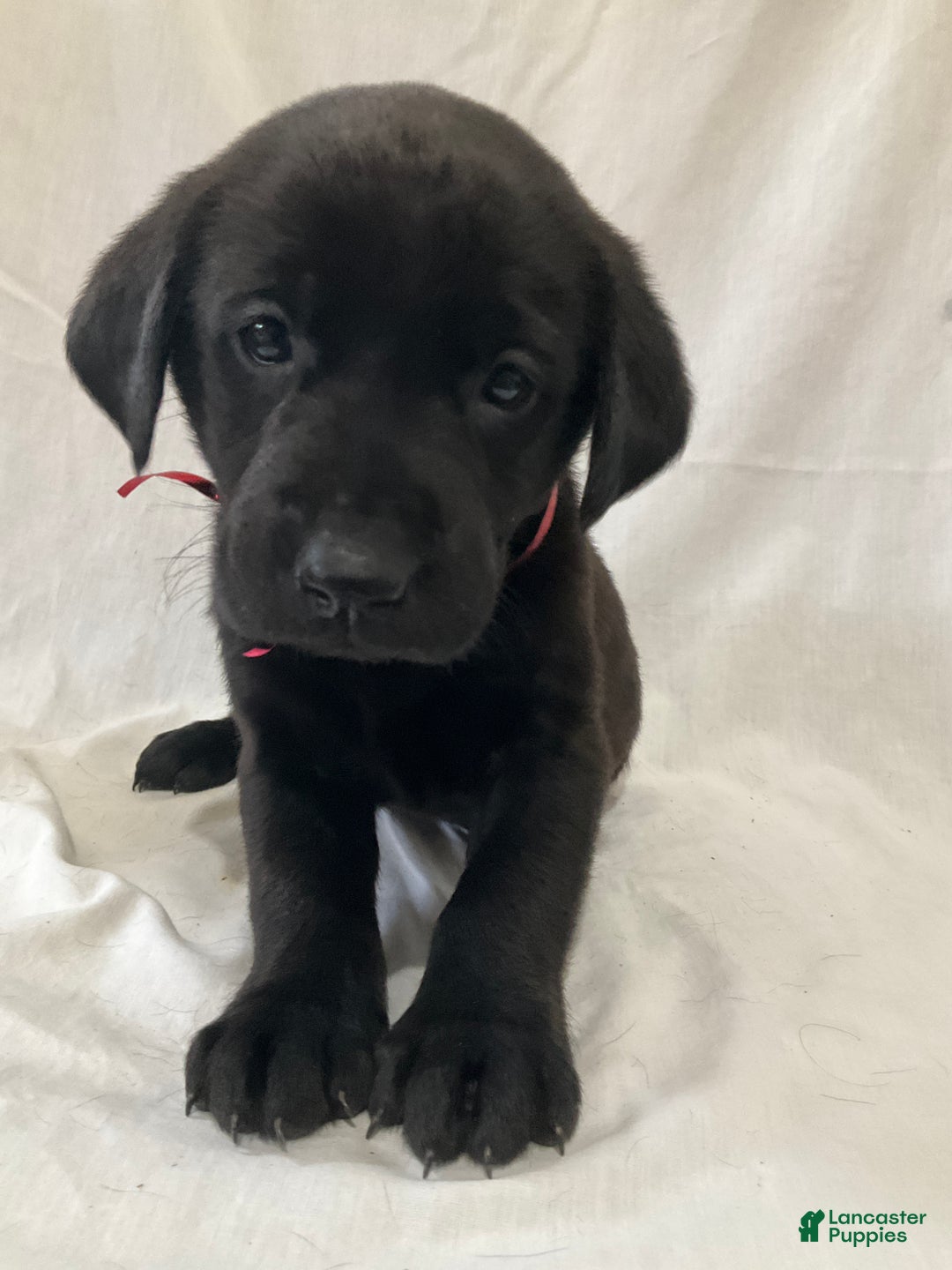 Labrador Retriever dogs for sale: Rosey - Ad 6
