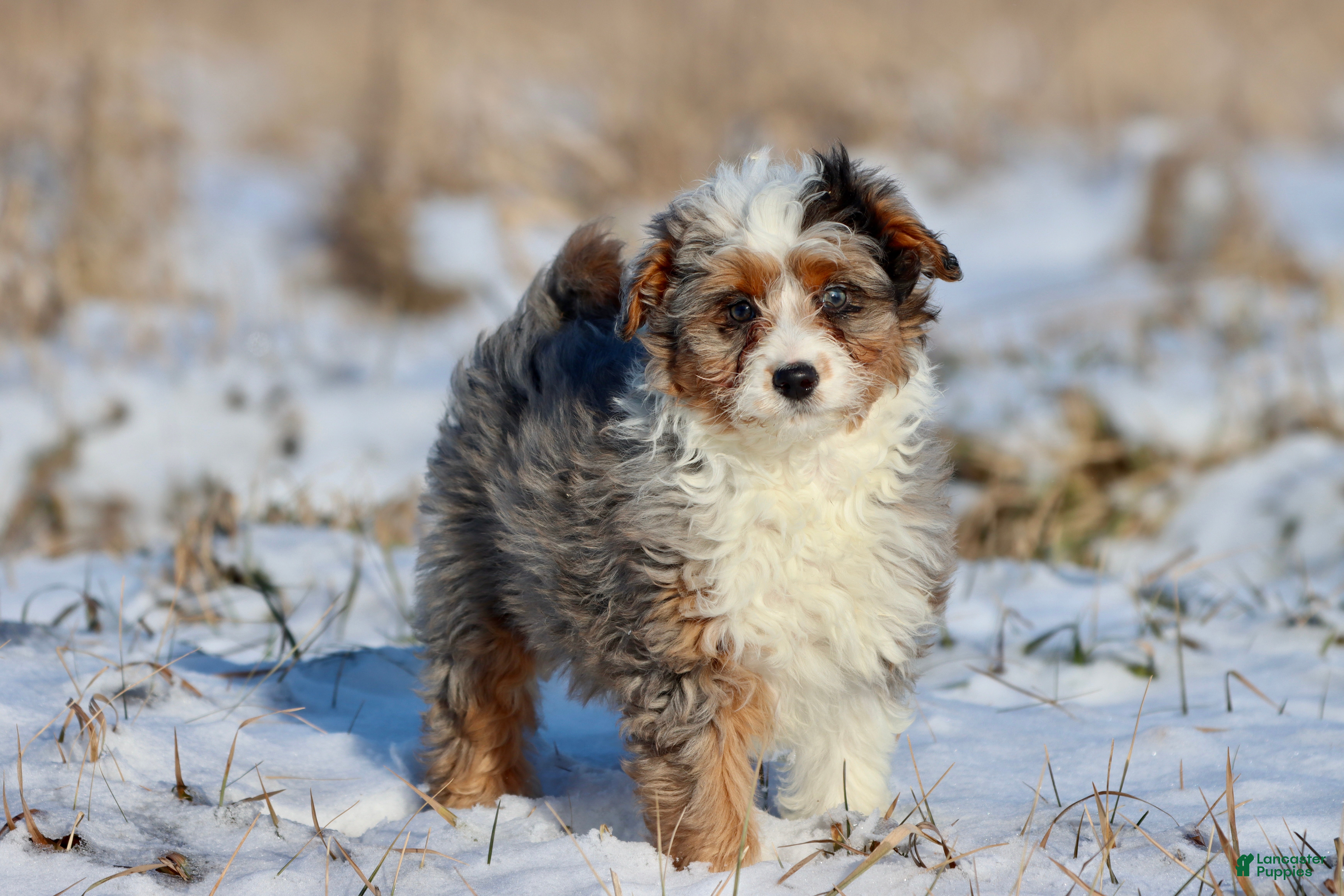 Mini Aussiedoodle dogs Peppermint  - Ad 18