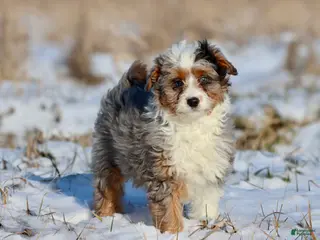 Mini Aussiedoodle dogs Peppermint - Ad 28