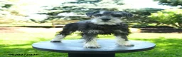 Miniature Schnauzer dogs for sale: Bella   - Ad 3