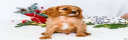 Cavalier King Charles Spaniel dogs for sale: Winter - Ad 4