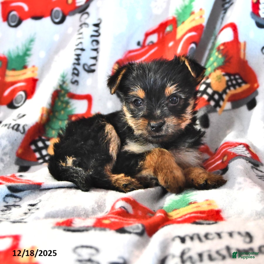 Morkie dogs Miles - Ad 2