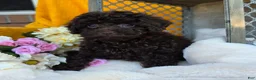 Toy Poodle dogs for sale: Callie - Ad 3