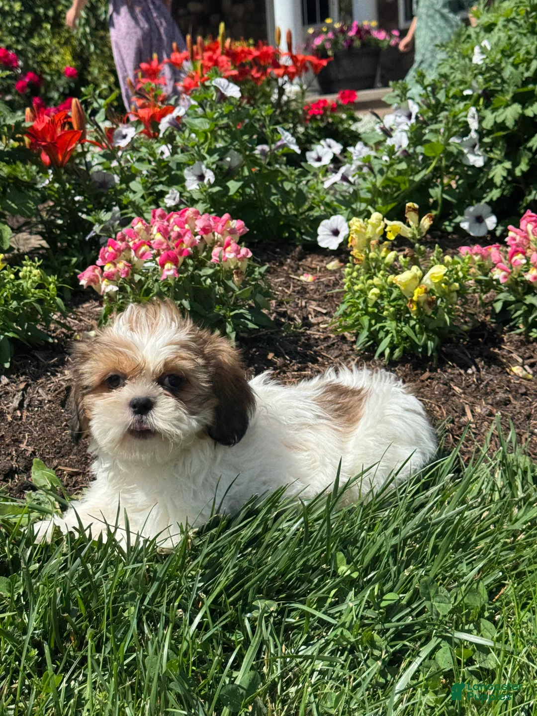 Shih Tzu dogs for sale: Sophie  - Ad 2