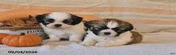 Shih Tzu dogs for sale: Clover - Ad 3