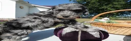 Toy Poodle dogs for sale: Toy Poodle 5 Mocha - Ad 3