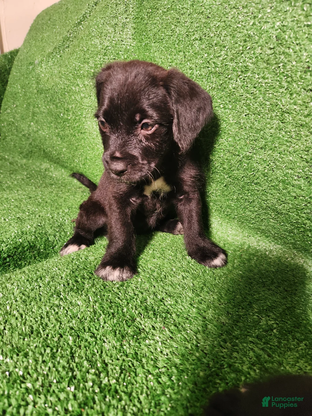 Mixed Breed dogs for sale: White Boots Tuxedo  - Ad 2