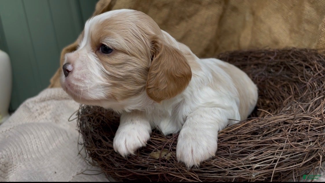 Mixed Breed dogs Maël - Ad 13
