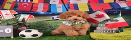 Miniature Poodle dogs for sale: Benny - Potty and Crate Trained🐾 - Ad 8