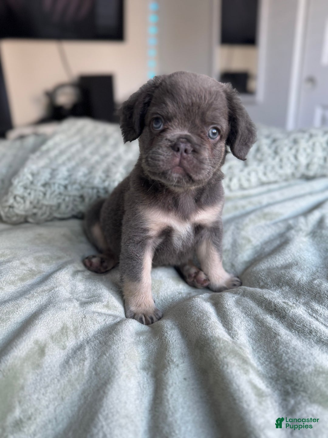 French Bulldog dogs for sale: Lilac tan fluffy french bulldog  - Ad 4