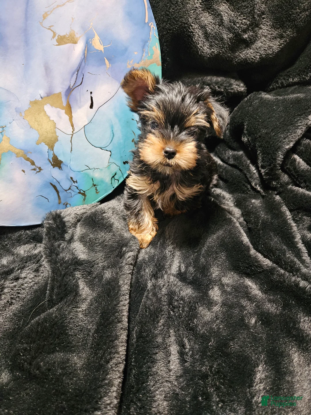 Yorkshire Terrier dogs for sale: Yorkshire Terrier Puppy 2 males - Ad 1