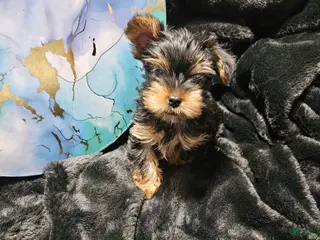 Yorkshire Terrier dogs Yorkshire Terrier Puppy 2 males - Ad 9