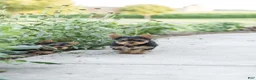 Yorkshire Terrier dogs for sale: Rusty - Ad 6