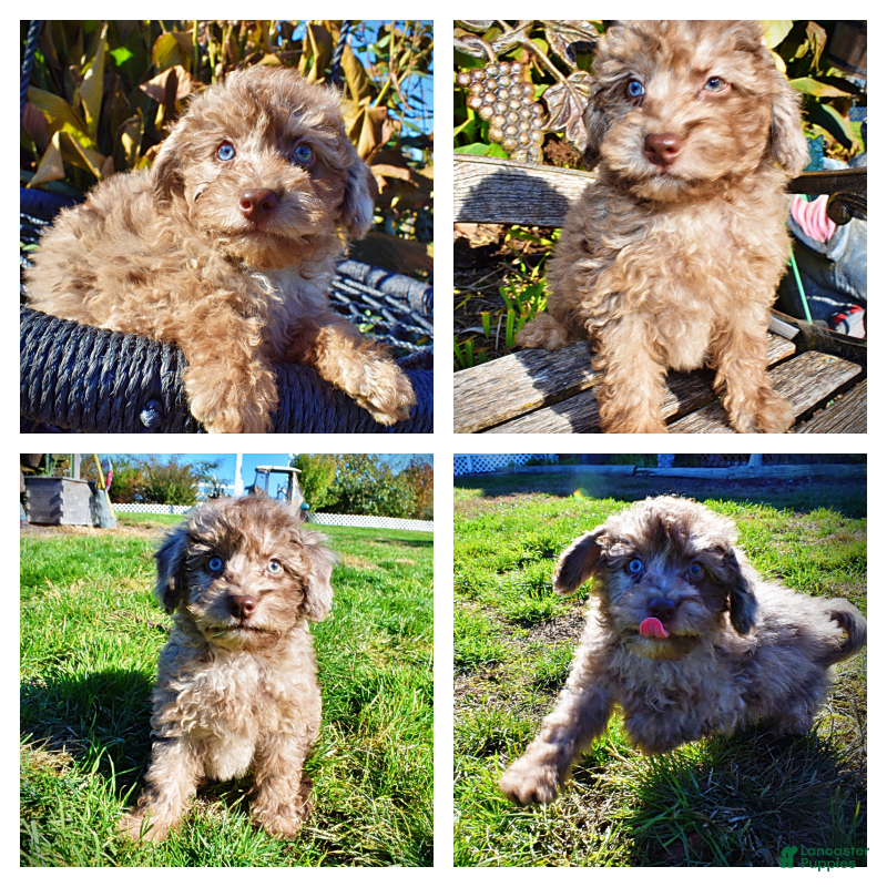 Havapoo dogs Indy - Ad 38