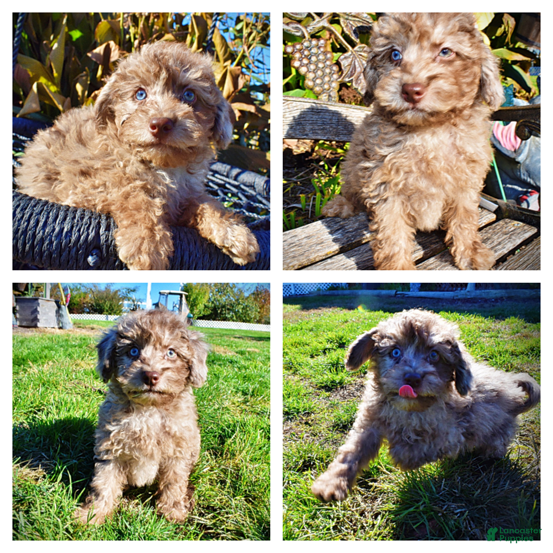 Havapoo dogs for sale: Indy - Ad 1