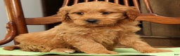 Mini Goldendoodle dogs for sale: Parker - Ad 8