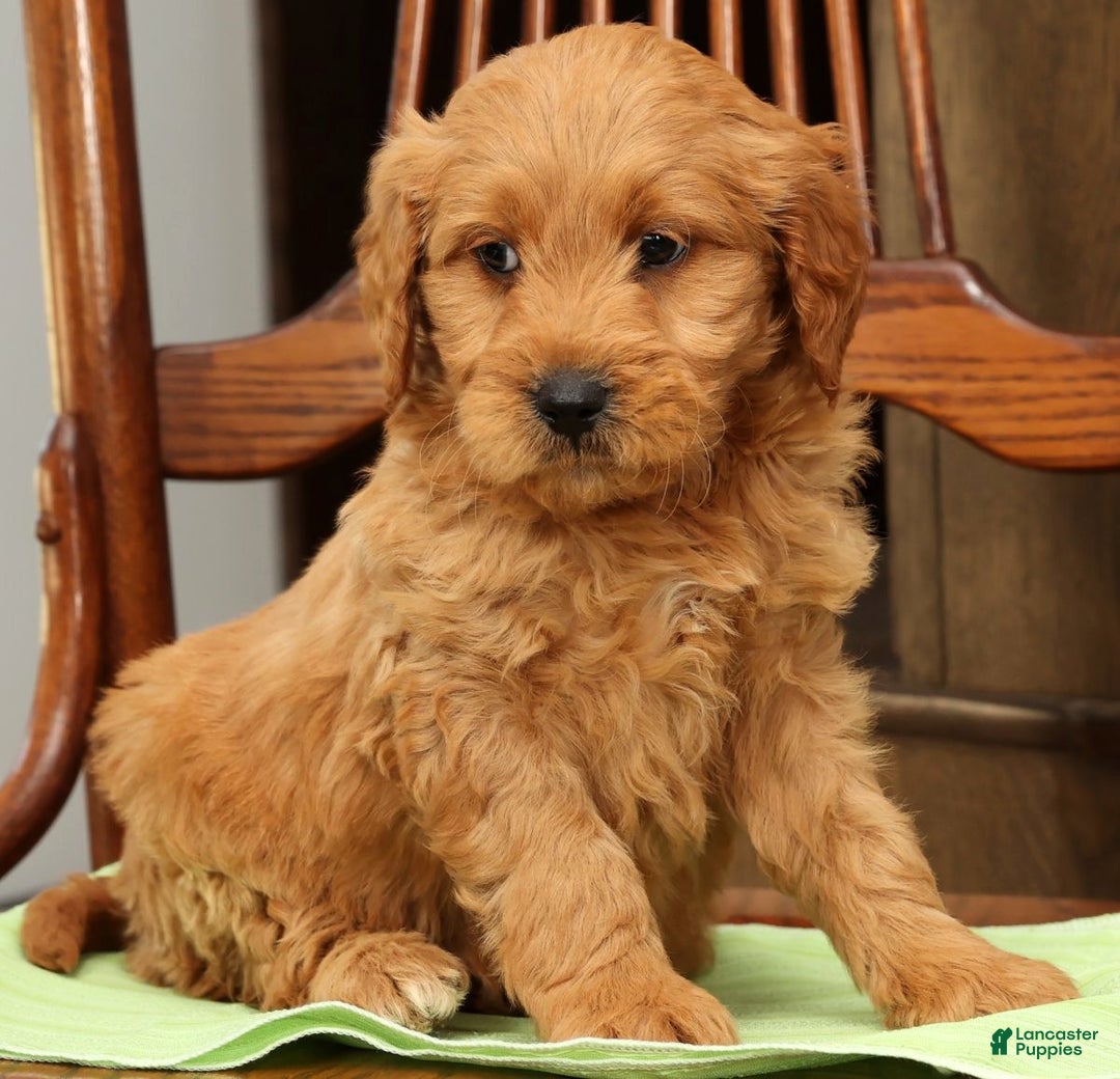 Mini Goldendoodle dogs for sale: Parker - Ad 8