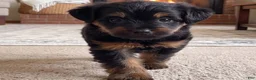 Yorkshire Terrier dogs for sale: Angel - Ad 6