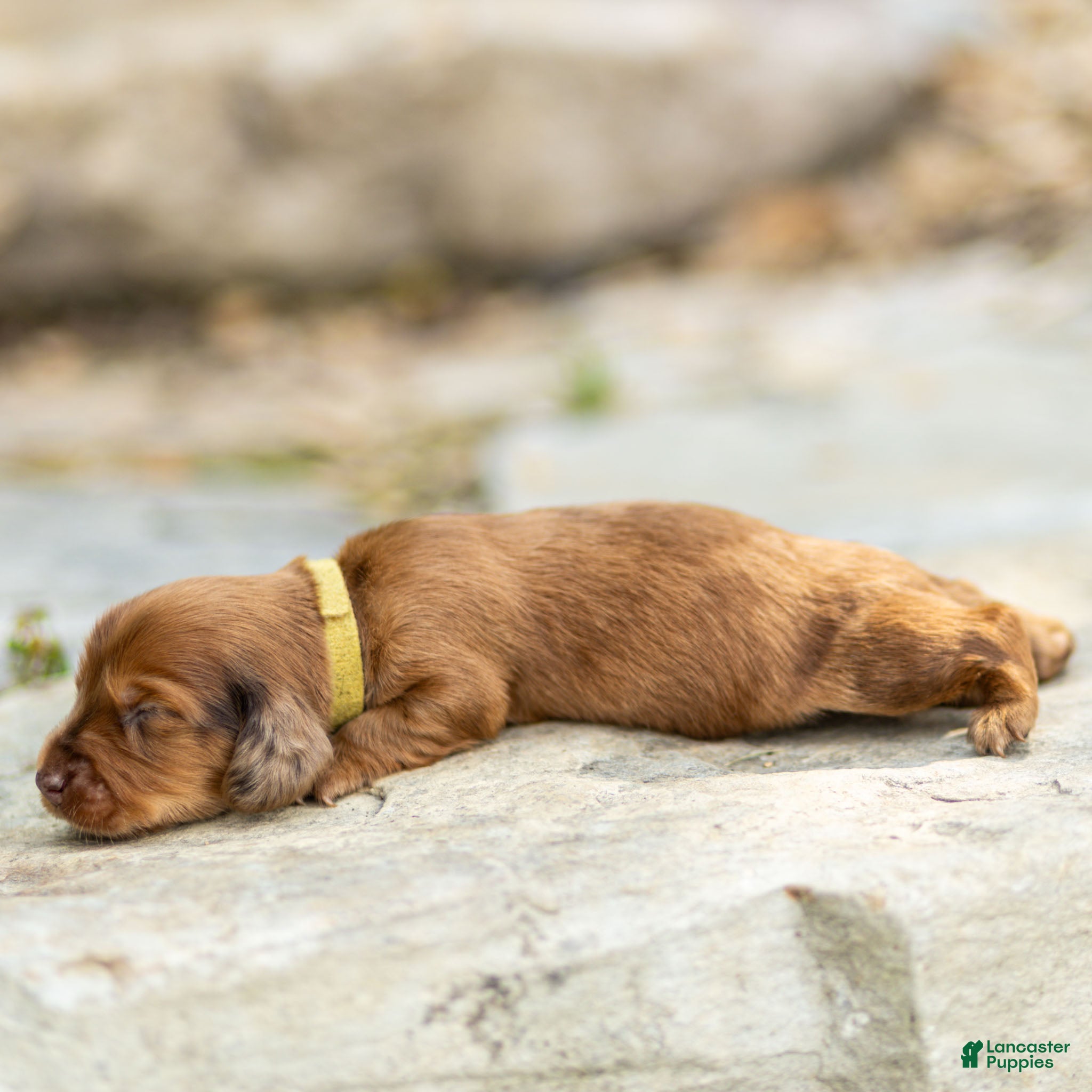Miniature Dachshund dogs Peaches Miniature Dachshund  - Ad 2