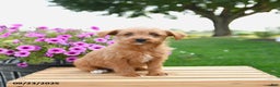 Mixed Breed dogs for sale: Trip - Ad 3
