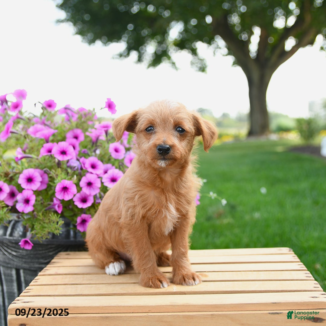 Mixed Breed dogs for sale: Trip - Ad 3