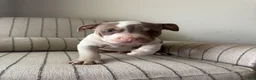 American Bully dogs for sale: Mr. Perfect - Ad 9