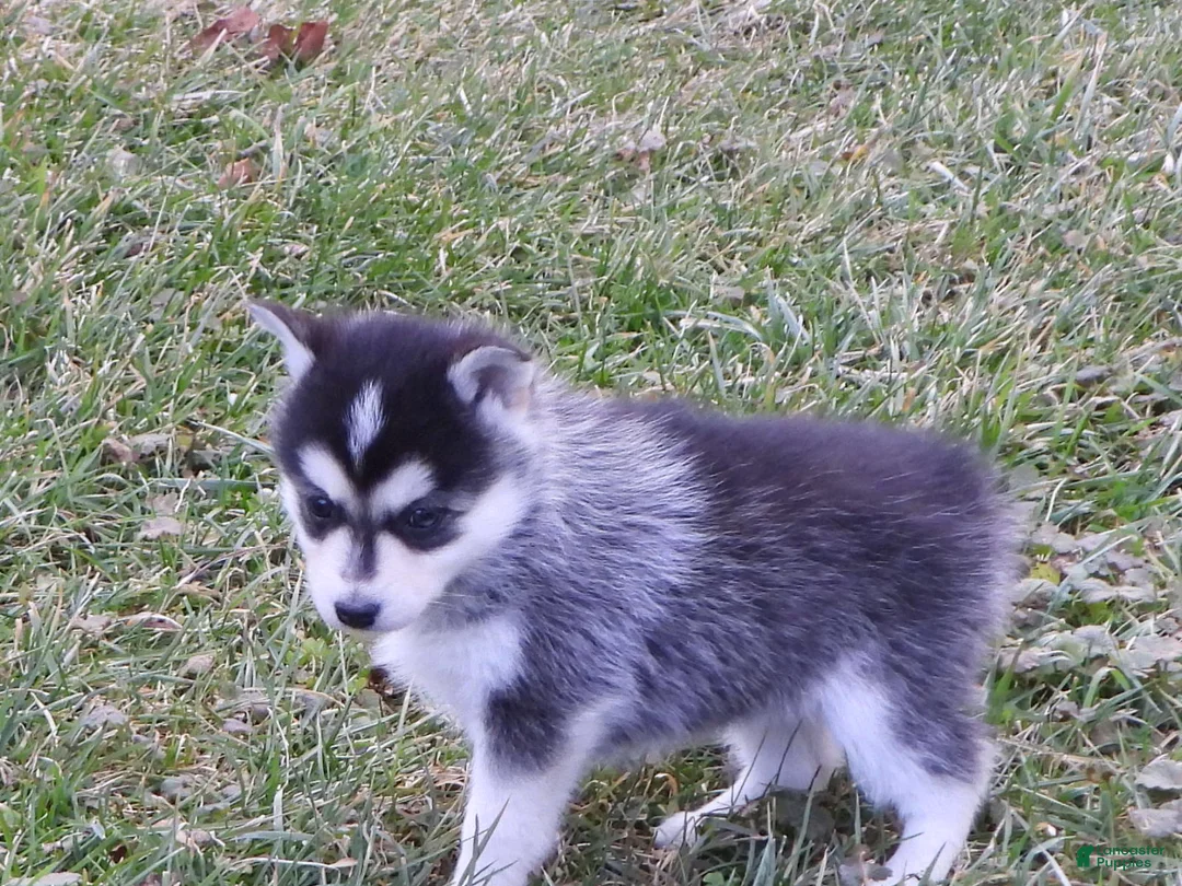 Pomsky dogs for sale: Emily - Ad 6