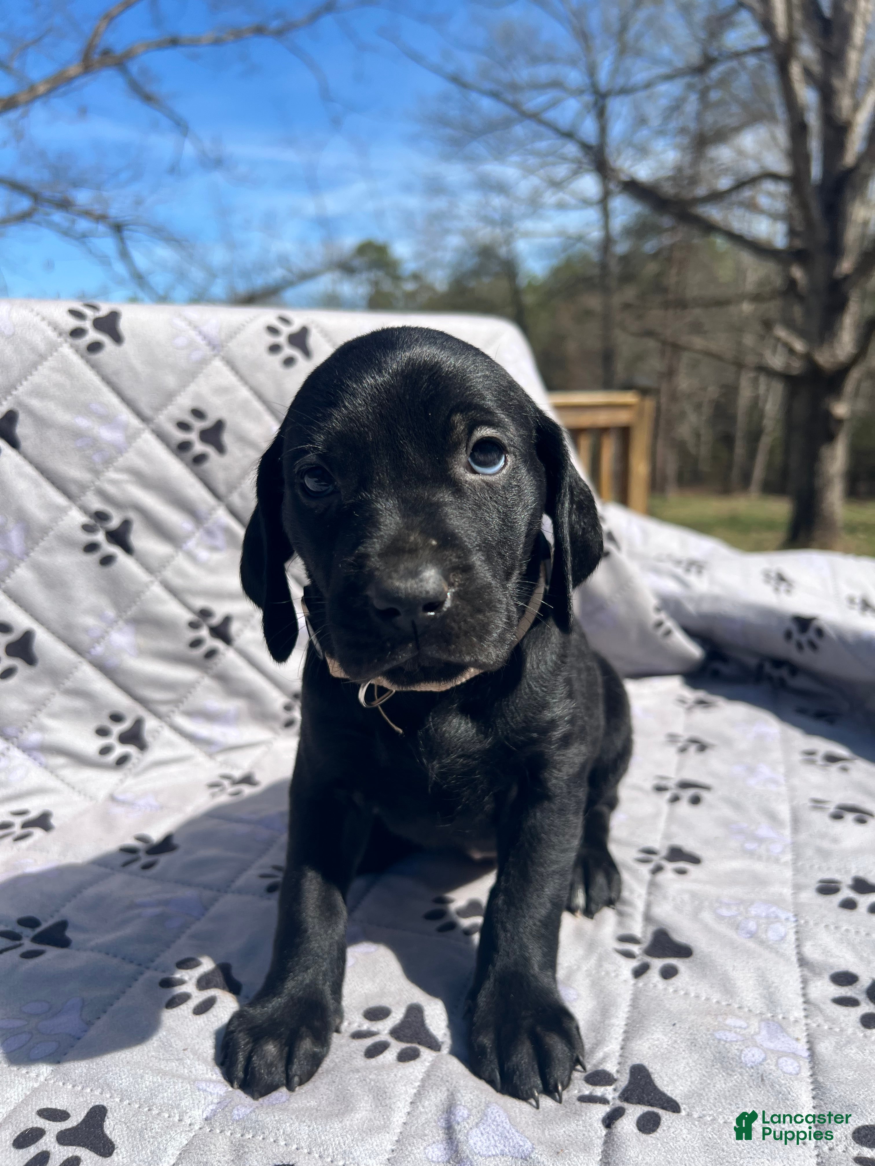 Mixed Breed dogs Mixed Breed Puppy 9 - Ad 1